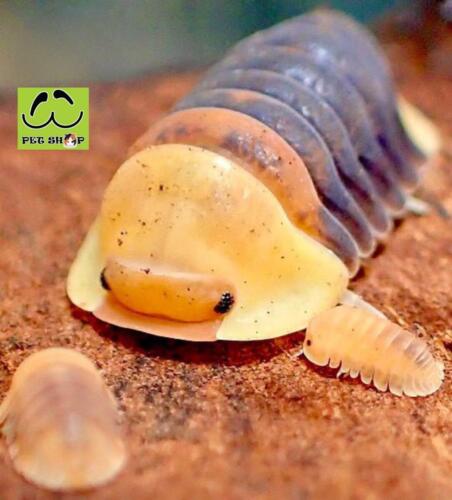 Bảng giá ISOPOD