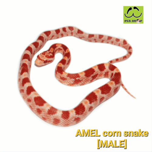 Cornsnake-01