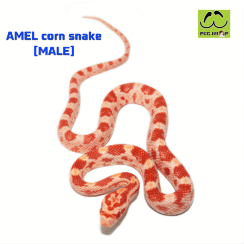 Cornsnake-02