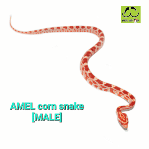 Cornsnake-03