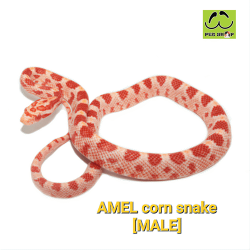 Cornsnake-04