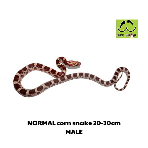 NORMAL corn snake 20-30cm MALE