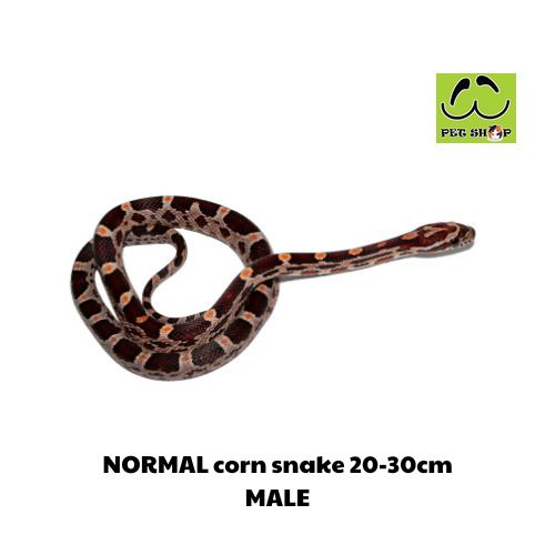 NORMAL corn snake 20-30cm MALE