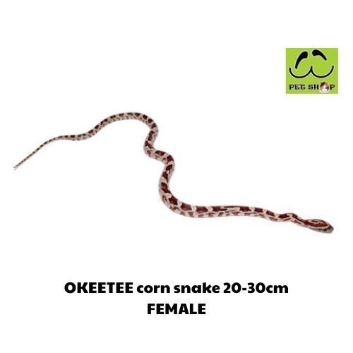 OKEETEE corn snake 20-30cm FEMALE