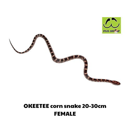 OKEETEE corn snake 20-30cm FEMALE