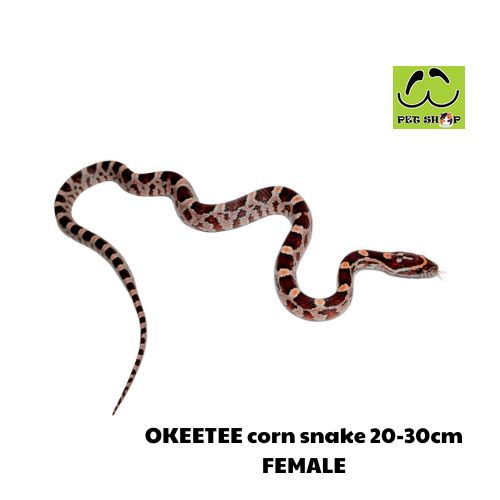 OKEETEE corn snake 20-30cm FEMALE