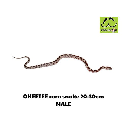 MASQUE corn snake MALE SIZE 20-30CM