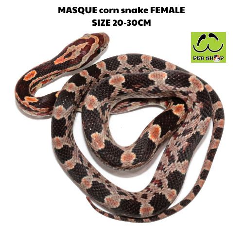 MASQUE corn snake FEMALE SIZE 20-30CM