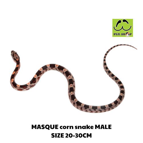 MASQUE corn snake MALE SIZE 20-30CM