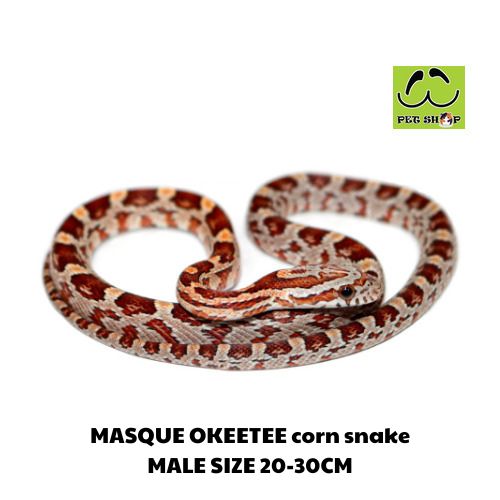 MASQUE OKEETEE corn snake MALE SIZE 20-30CM