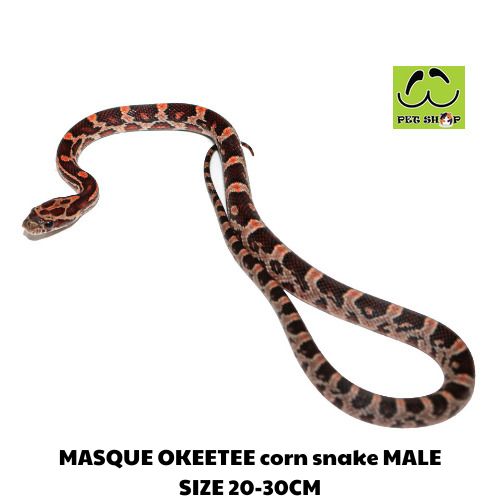 MASQUE corn snake FEMALE SIZE 20-30CM