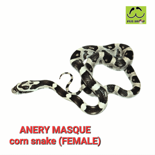 Cornsnake-16