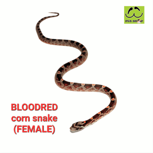 Cornsnake-19