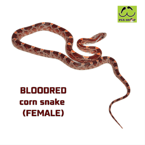 Cornsnake-20