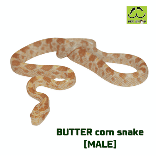 Cornsnake-26