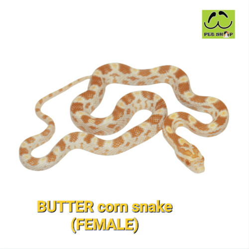 Cornsnake-28