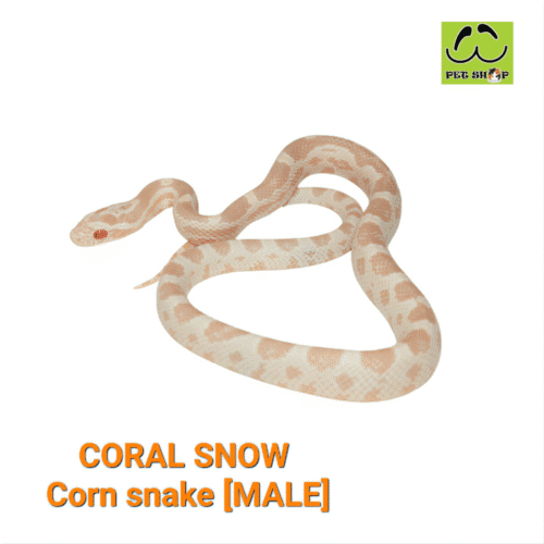 Cornsnake-33