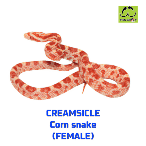 Cornsnake-34