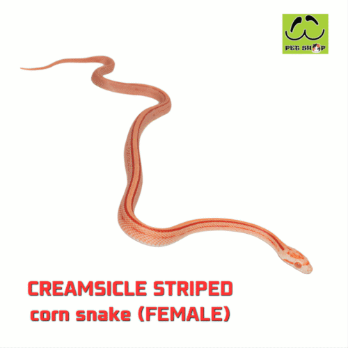 Cornsnake-37