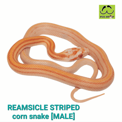 Cornsnake-38