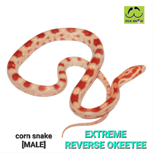 Cornsnake-40