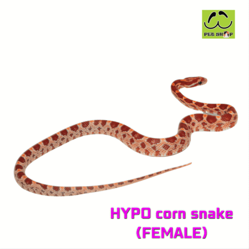 Cornsnake-44