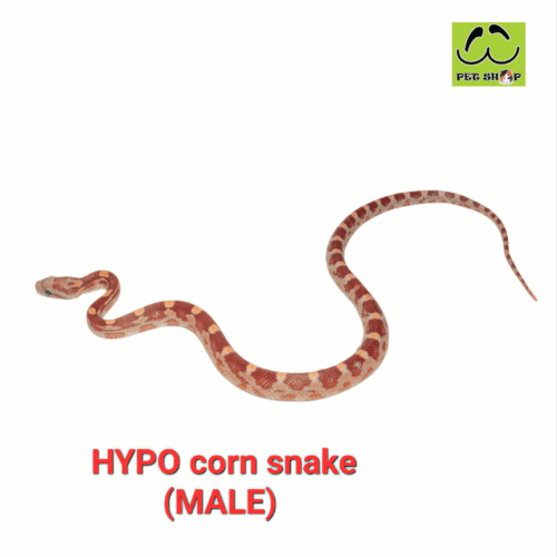 Cornsnake-46