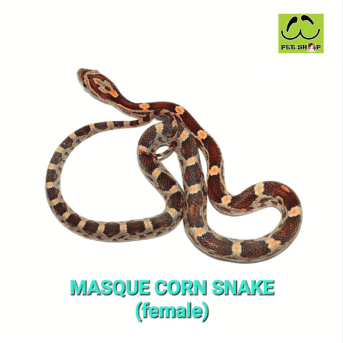 Cornsnake-47