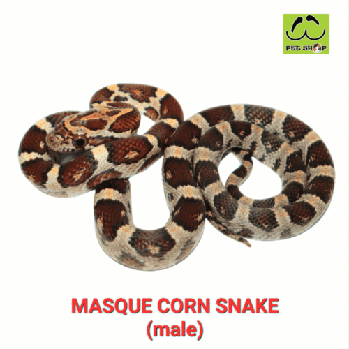 Cornsnake-52