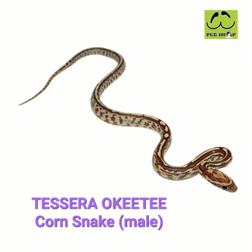 Cornsnake-75